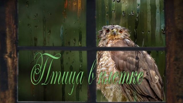 Птица в клетке смотреть онлайн