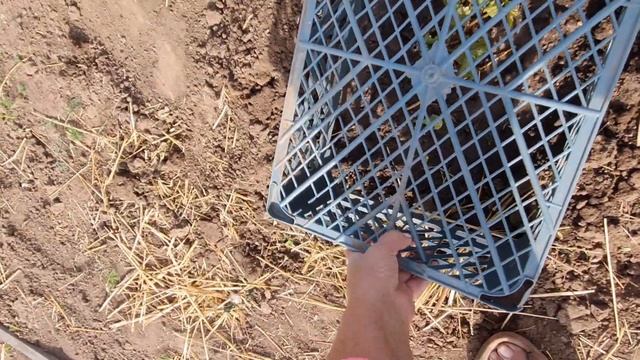 На даче.Выпололи весь огород.Пересаживаю все туда сюда.Первая ночевка на даче.Это незабываемо смотреть онлайн