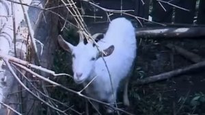 Громкое дело - Агафья Лыкова