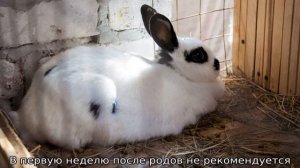 Сколько длится беременность у кроликов