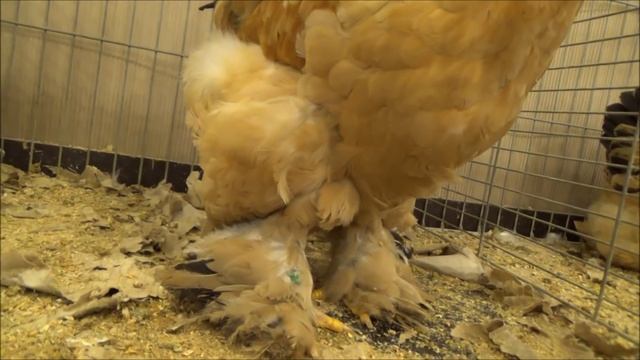 Выставка кур в Германии. Выставка петухов в Германии. Выставка породных кур 2020. смотреть онлайн