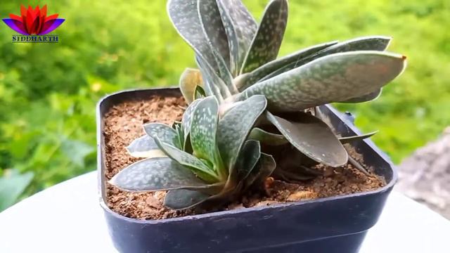 Gasteria Care In Full Detail (Informative Video) Must Watch!!!