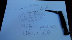 ловля карпа и сома на мидию речную ракушку