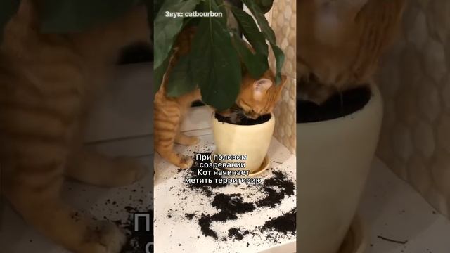 Кого лучше завести кошку или кота? #shorts #коты смотреть онлайн