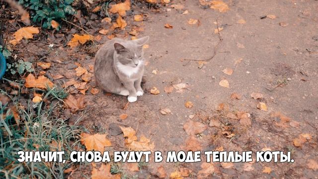 Киски. grumpy cat. Мурчащие коты. смотреть онлайн
