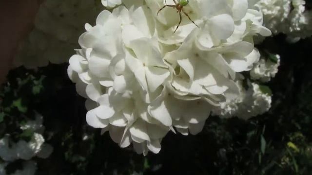 Паук-бокоход из семейства Thomisidae смотреть онлайн