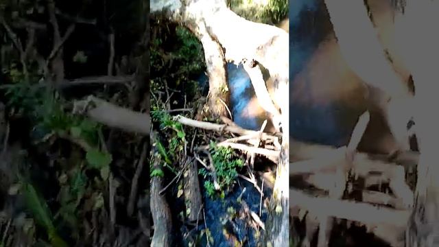 Речка Терюха. Гомельский район