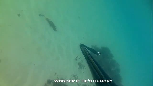 Wobbegong wilderness смотреть онлайн