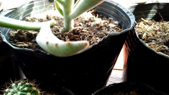 HOW TO PROPAGATE KALANCHOE TOMENTOSA смотреть онлайн