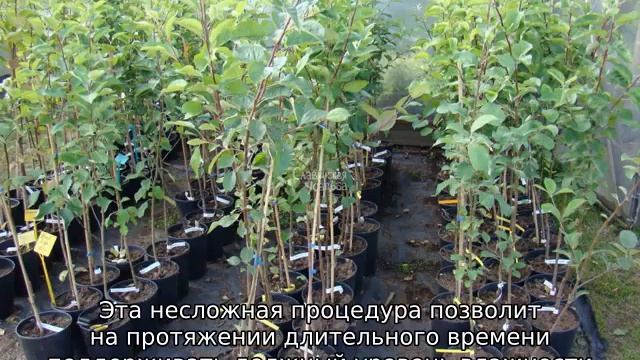 Яблоня Ранетка смотреть онлайн