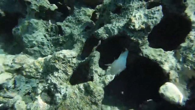Обзорное видео 29,97 fps. The Red Sea underwater, October 11-22 2014, Sharm-El-Sheikh. смотреть онлайн