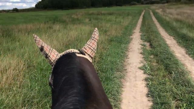 Приглашаю на неспешную конную прогулку в поля. смотреть онлайн