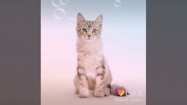 Как растёт котёнок смотреть онлайн