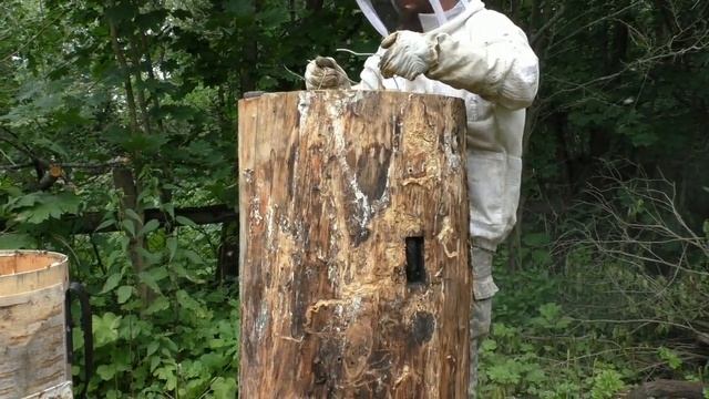 Колода для пчел, заселяем пойманным роем в спец ловушку смотреть онлайн