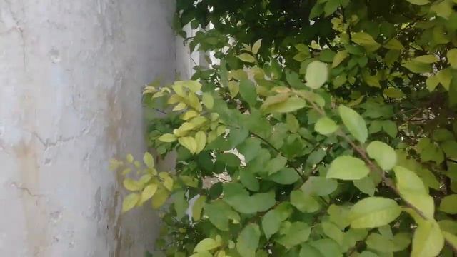 Полу-заброшенный клуб (с. Верхнекурганное) смотреть онлайн