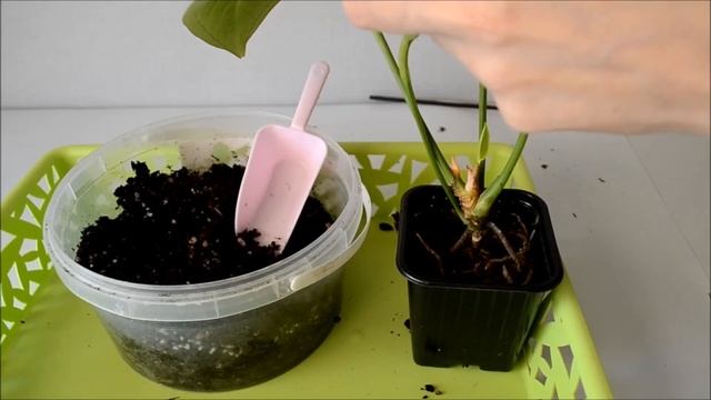 Лечение антуриума с помощью замены грунта смотреть онлайн