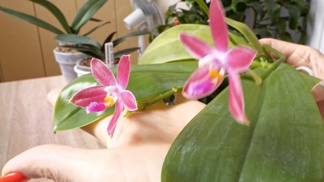 Корни быстро заработали - СЛАБЫЙ ТУРГОР-ЦВЕТЕНИЕ / От фласки до цветения / ДИТЧАЙШИЙ кот. смотреть онлайн