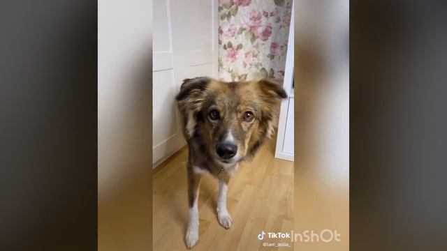 Лёд сутки на пролёт Мама и батя 🤣🤣🤣🤣🤣🤣🤣🤣🤣😂😂😂😂😂😂😂 смотреть онлайн