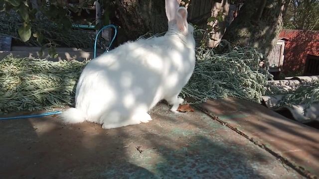 Самец по Венгерской линии Термонская белая. Мини ферма Пан кролик смотреть онлайн