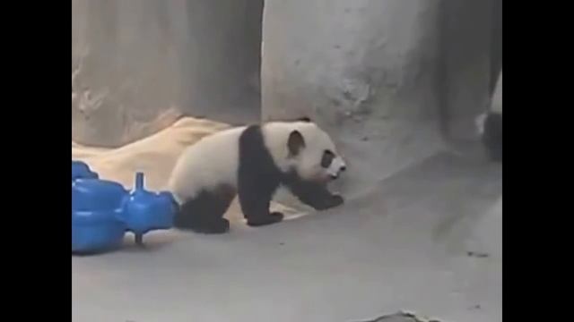 милые панды смотреть онлайн