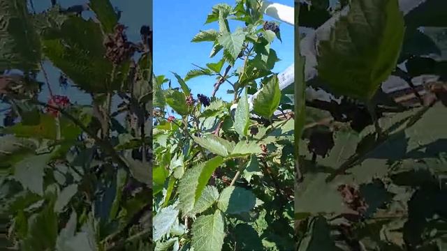Карака Блэк, летняя обрезка и поворотная шпалера. смотреть онлайн