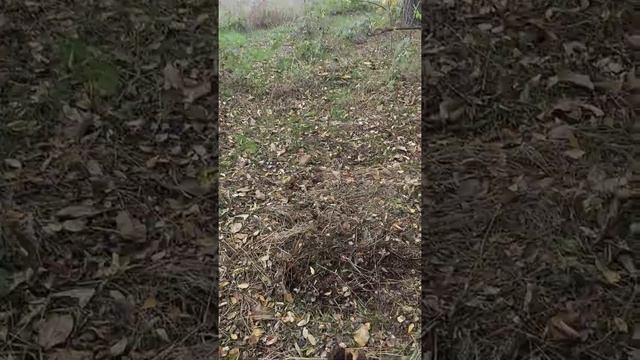 Посадка Дубов. смотреть онлайн