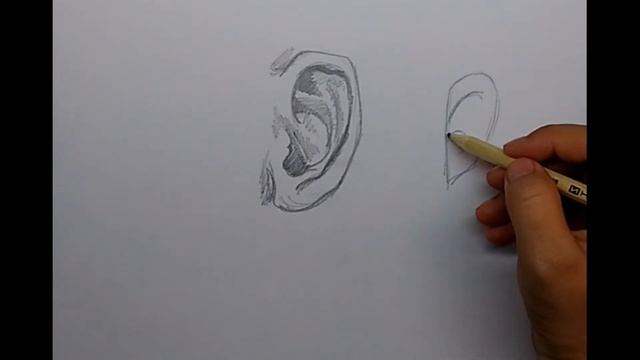 Как нарисовать ухо человека Рисуем уши Человеческое ухо смотреть онлайн