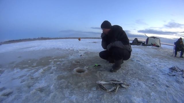 МОНСТРЫ АТАКУЮТ/ УДОЧКИ УТАСКИВАЕТ И РВЁТ ЛЕСКИ/ ЗИМНИЙ СЕЗОН НА БЕЛОМ МОРЕ 2021-22 ОТКРЫТ! смотреть онлайн