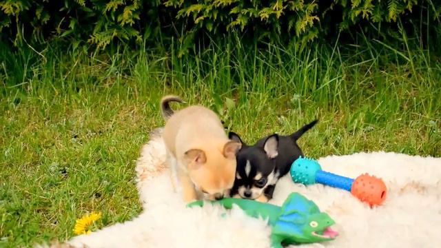 Chihuahua puppies, щенки Чихуахуа смотреть онлайн