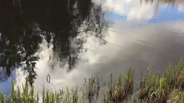 Парочка хохлатых поганок сидит себе на воде... 10.05.2017, 08:17 смотреть онлайн