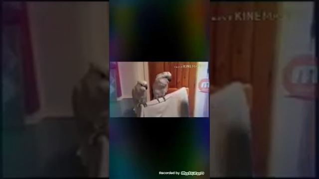 Попугаи танцуют смотреть онлайн