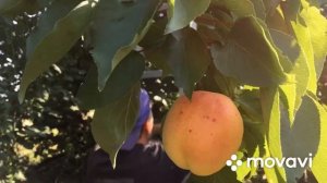 Абрикос NJA 19 с вкусом персика/ Apricot NJA 19 peach flaor