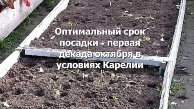 Посадка озимого чеснока смотреть онлайн