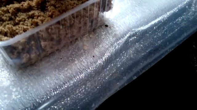 Проращивание черенков во влажных опилках или кокосовом субстрате? смотреть онлайн