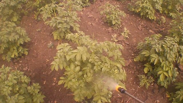 Аккумуляторный опрыскиватель Foresta BS удобряю арбузы картошку капусту полив огорода 18- июня смотреть онлайн
