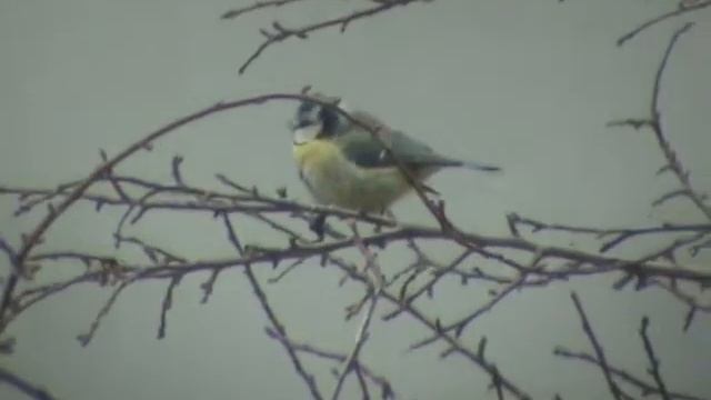 Γαλαζοπαπαδίτσα (Parus caeruleus) смотреть онлайн