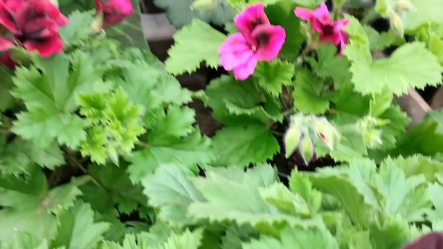 Огляд теплиць на 31 березня. смотреть онлайн