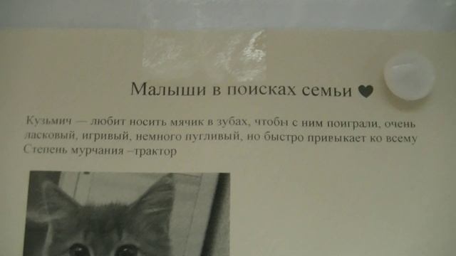 Доска обьявлений о животных. Ветклиника Бемби Цюрупы 3. Август 2023 смотреть онлайн