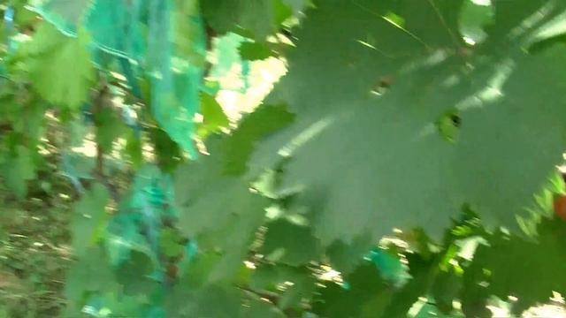 Виктория,виноград для начинающих. смотреть онлайн