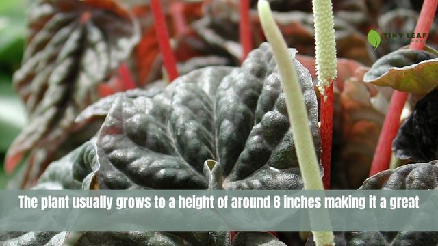 Peperomia Schumi Red | Peperomia Genus | TinyLeaf