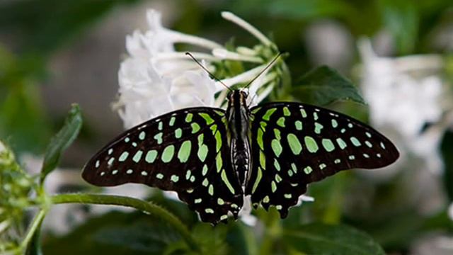 Yehudi Menuhin & Wilhelm Kempff - Beethoven Sonata for Piano and Violin No.5, "Spring" IV смотреть онлайн