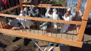 Рынок голубей в г. Малоярославец