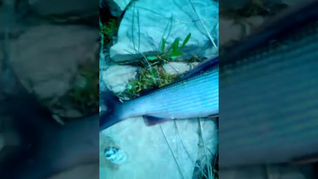 09.07.2017 Утро на рыбалке,р.Ухта смотреть онлайн