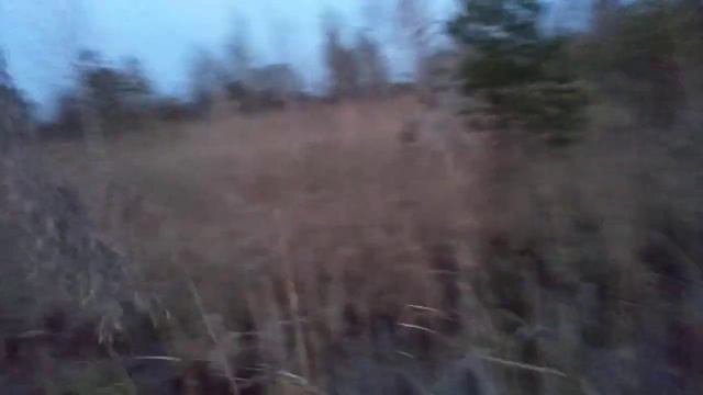 Бинго на прогулке нашёл барсука смотреть онлайн