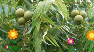 Орех черный. Краткий обзор: Орех черный описание характеристик, где купить саженцы juglans nigra