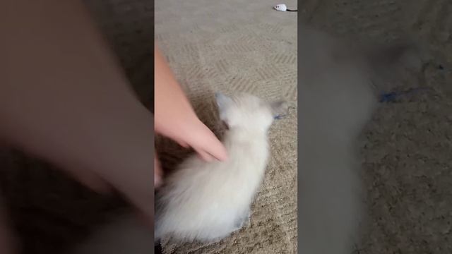 Как научить котёнка команде место ? смотреть онлайн