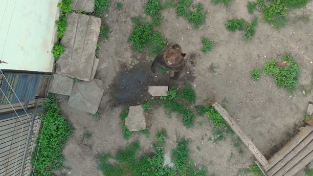 Пензенский зоопарк смотреть онлайн