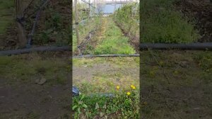 Посадка ежевики сорт Блек Джем,Небеса могут подождать)