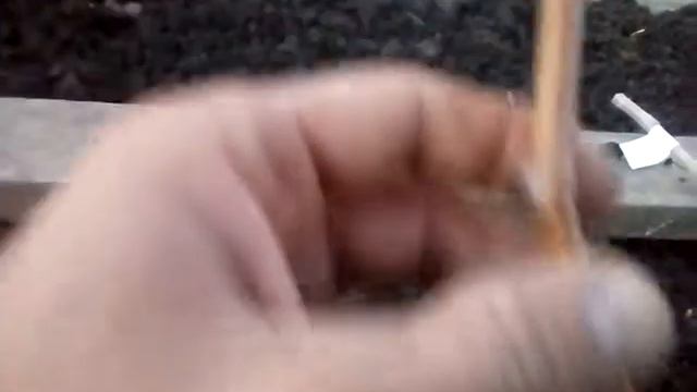 Виноградная школка на зиму . смотреть онлайн