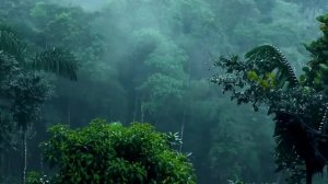 Звуки тропического дождя для сна или учебы ?️ Белый шум дождя 10 часов